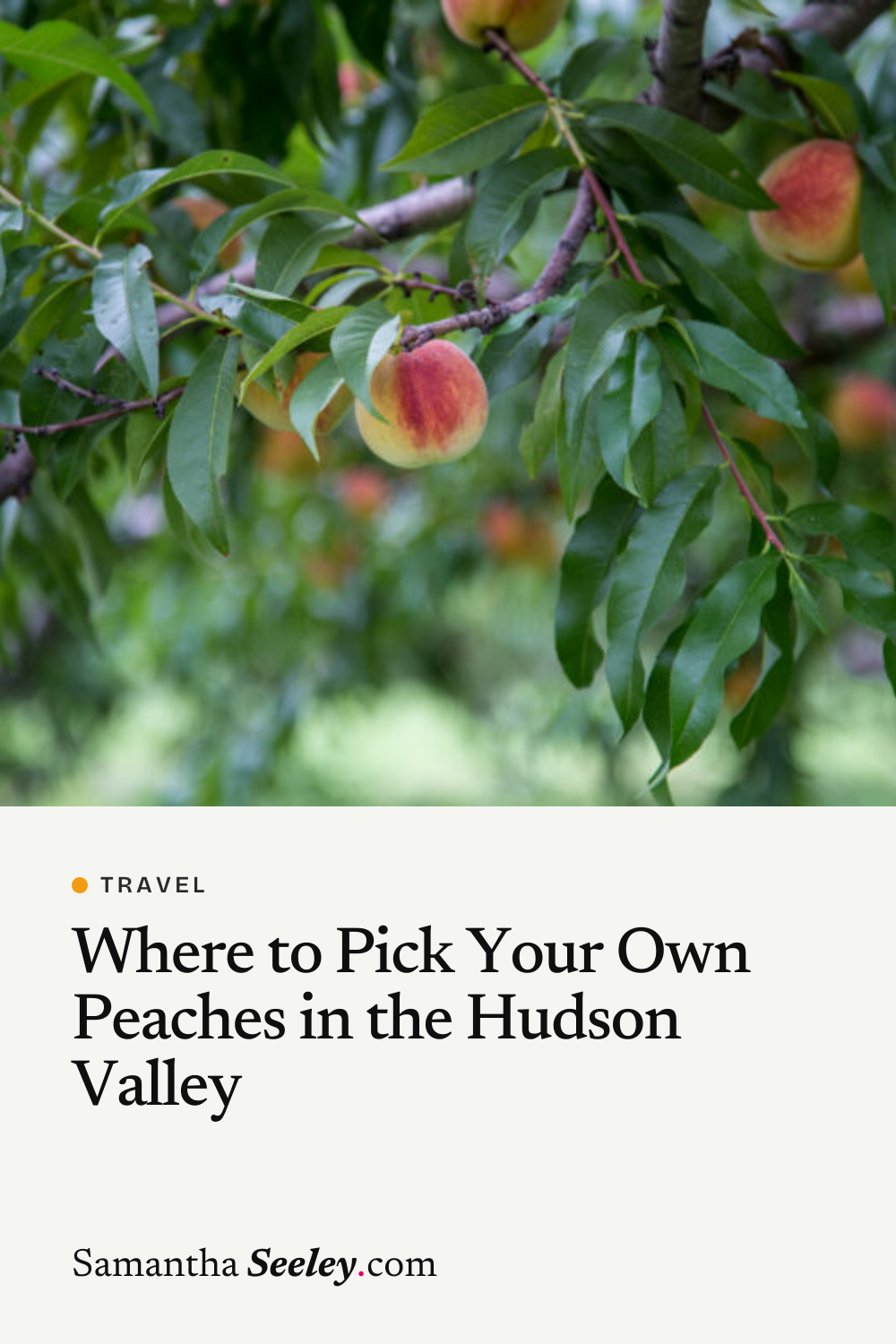 Where to Pick Your Own Peaches in the Hudson Valley